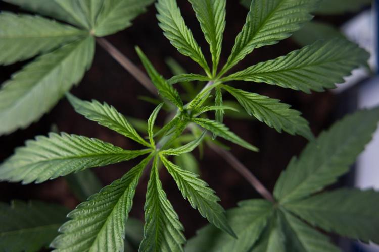 Lemon Cherry Gelato #2 - Zamnesia x B&B. Week 3 - Lemon cherry Gelato #2 - Week 3 - Veg - No Techniques