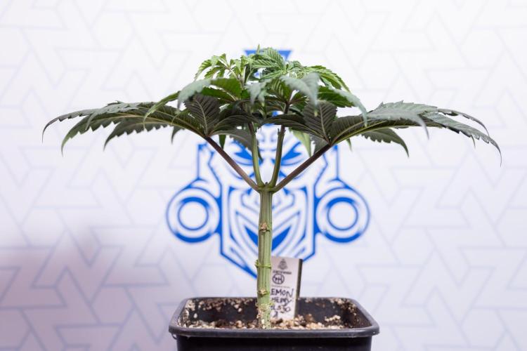 Lemon Cherry Gelato #1 - Zamnesia x B&B. Week 4 - Lemon Cherry Gelato #1 - Topping