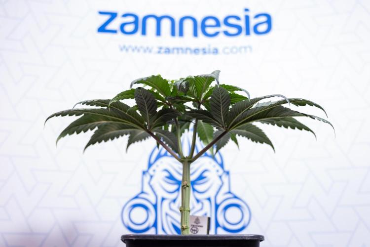 Lemon Cherry Gelato #1 - Zamnesia x B&B. Week 4 - Lemon Cherry Gelato #1 - Topping