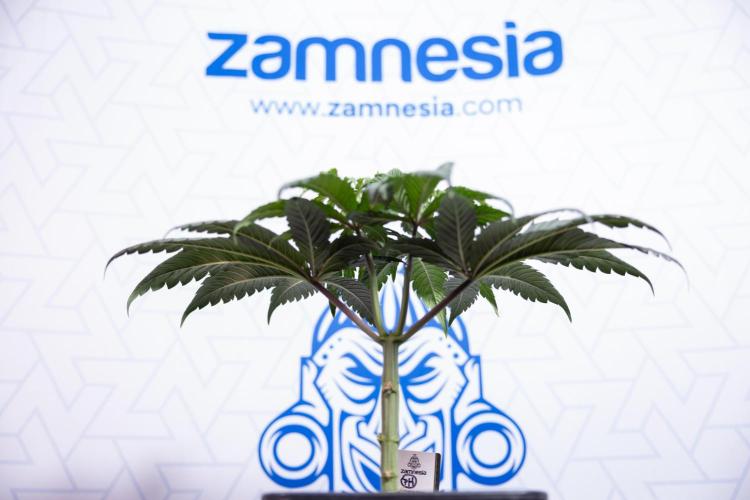 Lemon Cherry Gelato #1 - Zamnesia x B&B. Week 4 - Lemon Cherry Gelato #1 - Topping