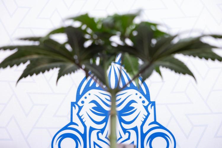 Lemon Cherry Gelato #1 - Zamnesia x B&B. Week 4 - Lemon Cherry Gelato #1 - Topping