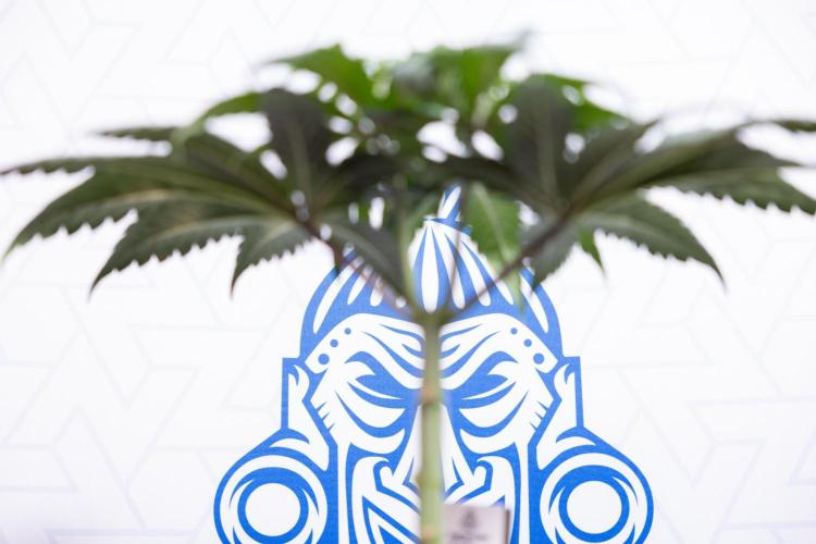 Lemon Cherry Gelato #1 - Zamnesia x B&B. Week 4 - Lemon Cherry Gelato #1 - Topping