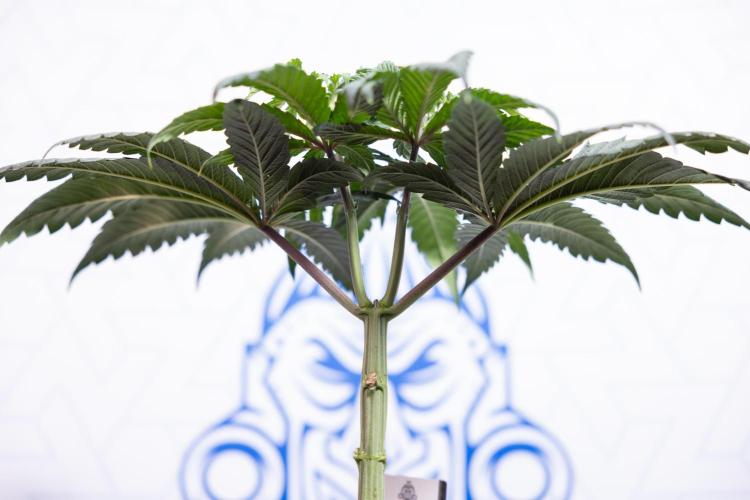 Lemon Cherry Gelato #1 - Zamnesia x B&B. Week 4 - Lemon Cherry Gelato #1 - Topping