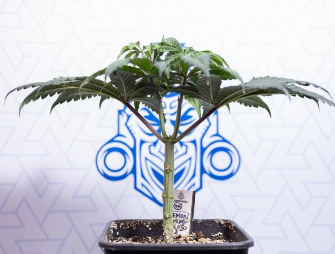 Lemon Cherry Gelato #1 - Zamnesia x B&B. Week 4 - Lemon Cherry Gelato #1 - Topping