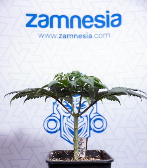 Lemon Cherry Gelato #1 - Zamnesia x B&B. Week 4 - Lemon Cherry Gelato #1 - Topping