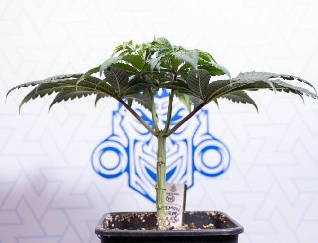 Lemon Cherry Gelato #1 - Zamnesia x B&B. Week 4 - Lemon Cherry Gelato #1 - Topping