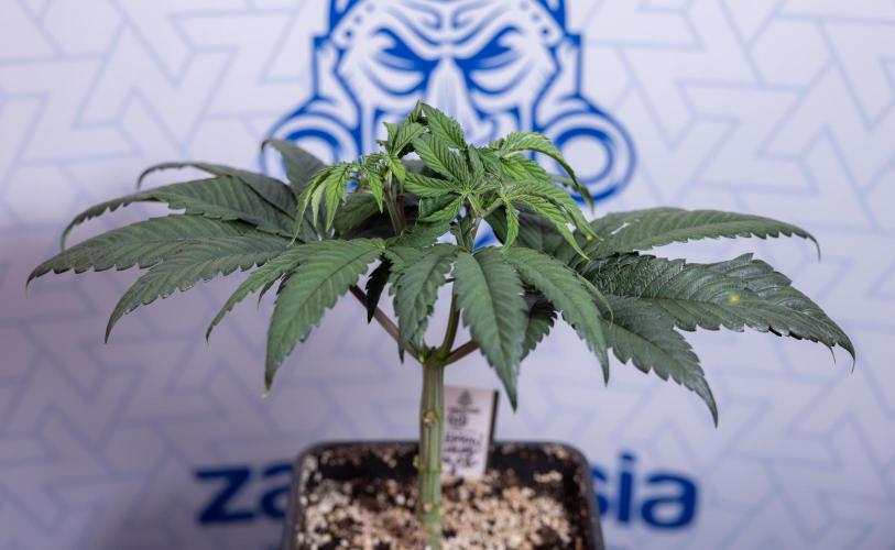 Lemon Cherry Gelato #1 - Zamnesia x B&B. Week 4 - Lemon Cherry Gelato #1 - Topping