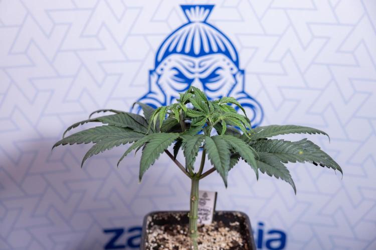 Lemon Cherry Gelato #1 - Zamnesia x B&B. Week 4 - Lemon Cherry Gelato #1 - Topping