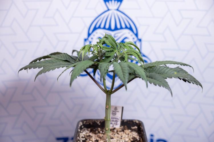 Lemon Cherry Gelato #1 - Zamnesia x B&B. Week 4 - Lemon Cherry Gelato #1 - Topping