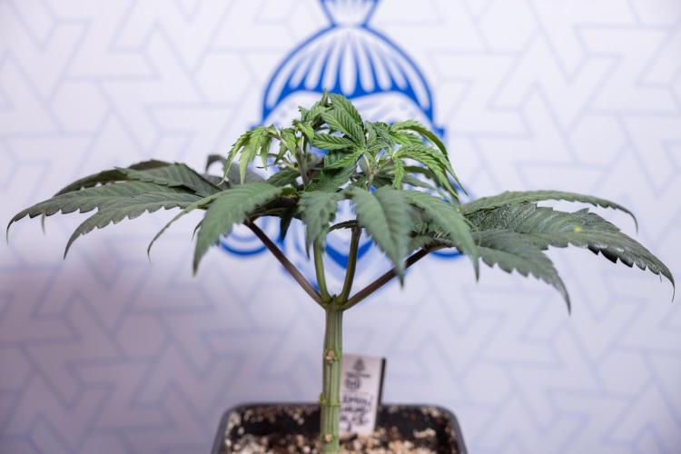 Lemon Cherry Gelato #1 - Zamnesia x B&B. Week 4 - Lemon Cherry Gelato #1 - Topping