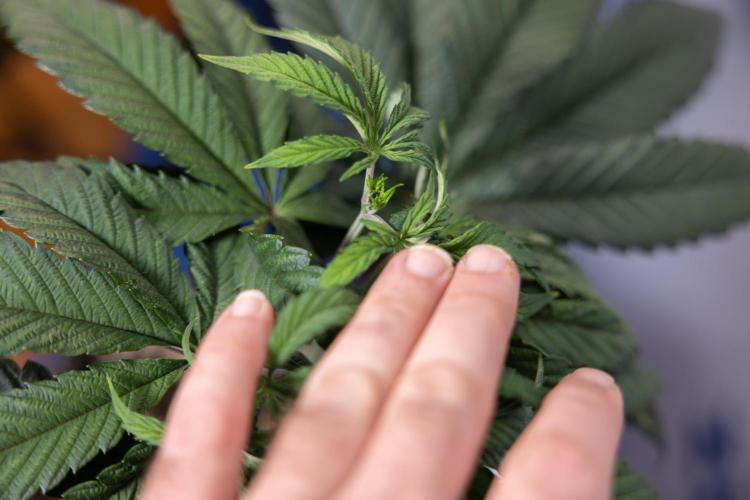 Lemon Cherry Gelato #1 - Zamnesia x B&B. Week 4 - Lemon Cherry Gelato #1 - Topping