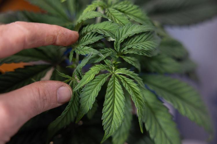 Lemon Cherry Gelato #1 - Zamnesia x B&B. Week 4 - Lemon Cherry Gelato #1 - Topping