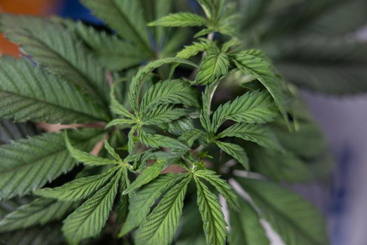 Lemon Cherry Gelato #1 - Zamnesia x B&B. Week 4 - Lemon Cherry Gelato #1 - Topping