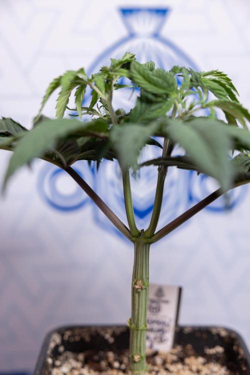 Lemon Cherry Gelato #1 - Zamnesia x B&B. Week 4 - Lemon Cherry Gelato #1 - Topping