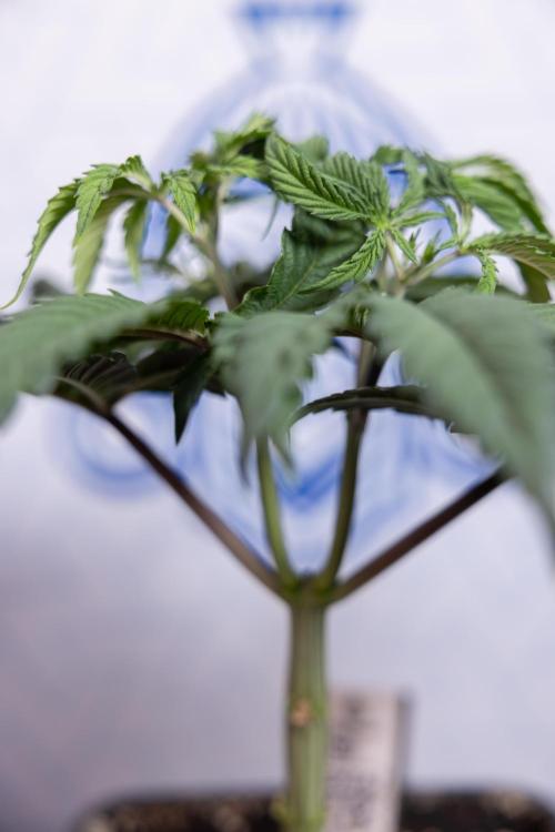 Lemon Cherry Gelato #1 - Zamnesia x B&B. Week 4 - Lemon Cherry Gelato #1 - Topping