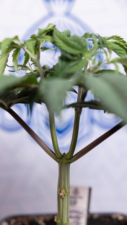 Lemon Cherry Gelato #1 - Zamnesia x B&B. Week 4 - Lemon Cherry Gelato #1 - Topping