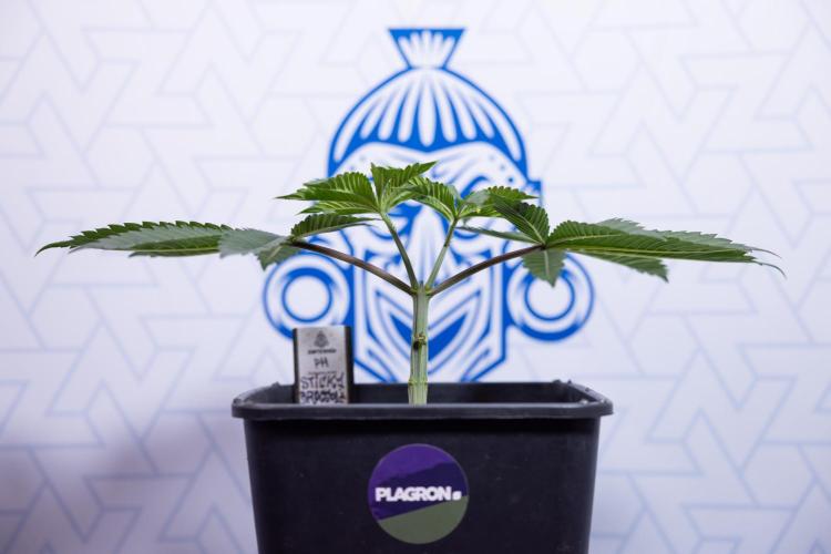 Sticky Broccoli - Zamnesia x B&B. Week 4 - Sticky Broccoli - Week 4 - Veg - Topping