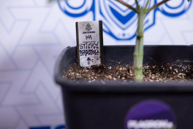 Sticky Broccoli - Zamnesia x B&B. Week 4 - Sticky Broccoli - Week 4 - Veg - Topping