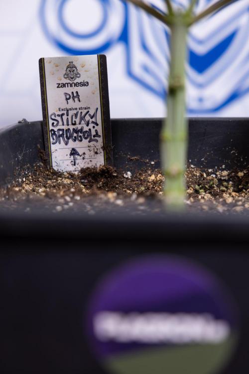 Sticky Broccoli - Zamnesia x B&B. Week 4 - Sticky Broccoli - Week 4 - Veg - Topping