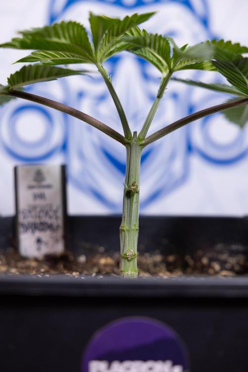 Sticky Broccoli - Zamnesia x B&B. Week 4 - Sticky Broccoli - Week 4 - Veg - Topping