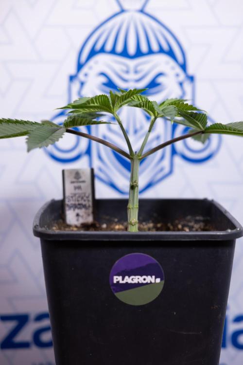 Sticky Broccoli - Zamnesia x B&B. Week 4 - Sticky Broccoli - Week 4 - Veg - Topping