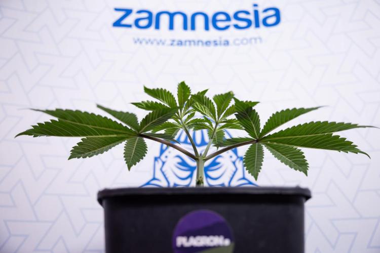 Sticky Broccoli - Zamnesia x B&B. Week 4 - Sticky Broccoli - Week 4 - Veg - Topping