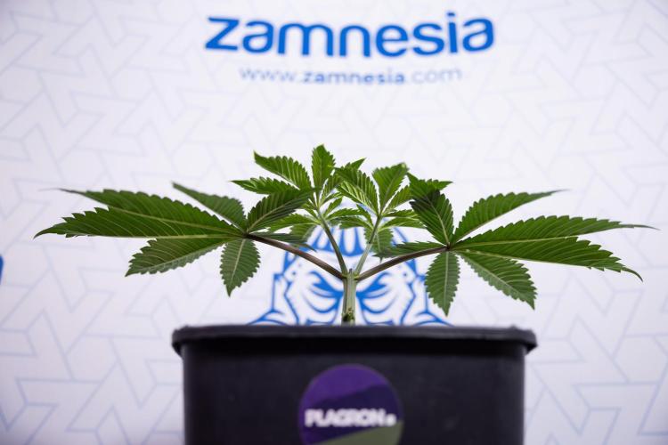 Sticky Broccoli - Zamnesia x B&B. Week 4 - Sticky Broccoli - Week 4 - Veg - Topping