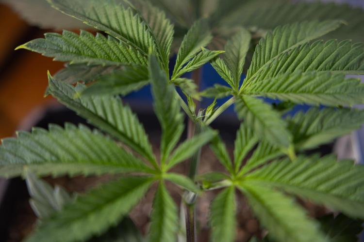 Sticky Broccoli - Zamnesia x B&B. Week 4 - Sticky Broccoli - Week 4 - Veg - Topping