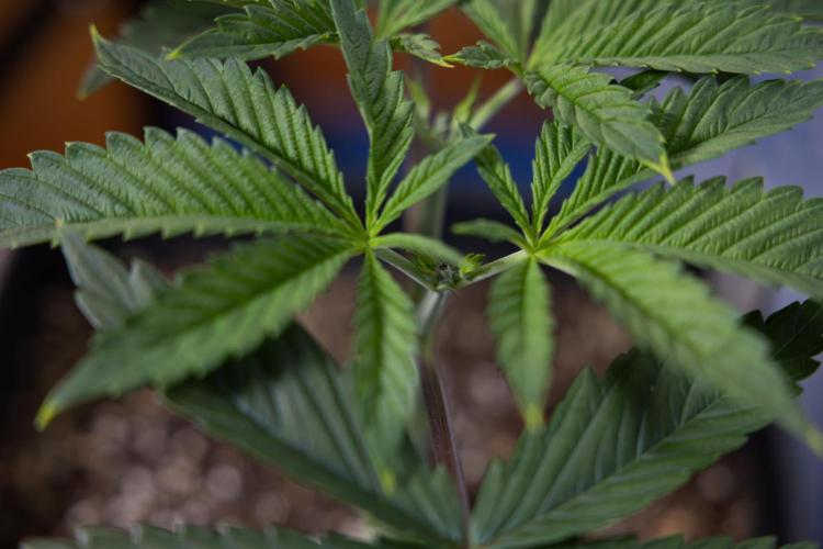 Sticky Broccoli - Zamnesia x B&B. Week 4 - Sticky Broccoli - Week 4 - Veg - Topping