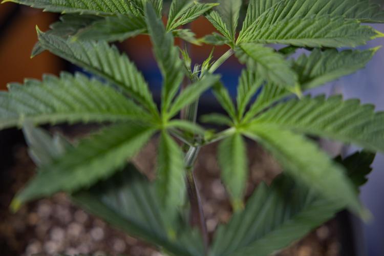 Sticky Broccoli - Zamnesia x B&B. Week 4 - Sticky Broccoli - Week 4 - Veg - Topping