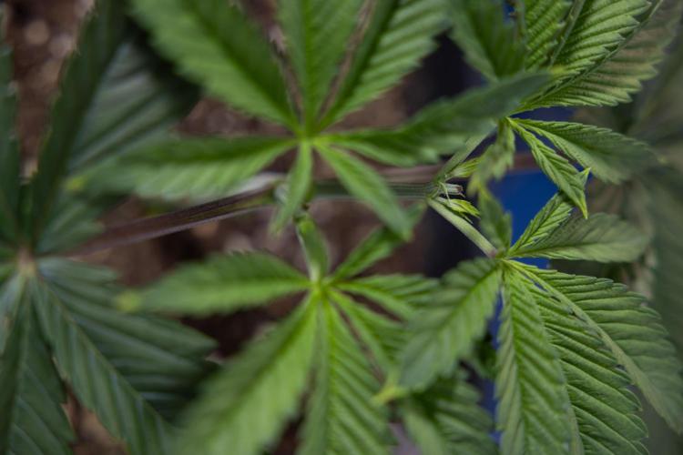 Sticky Broccoli - Zamnesia x B&B. Week 4 - Sticky Broccoli - Week 4 - Veg - Topping