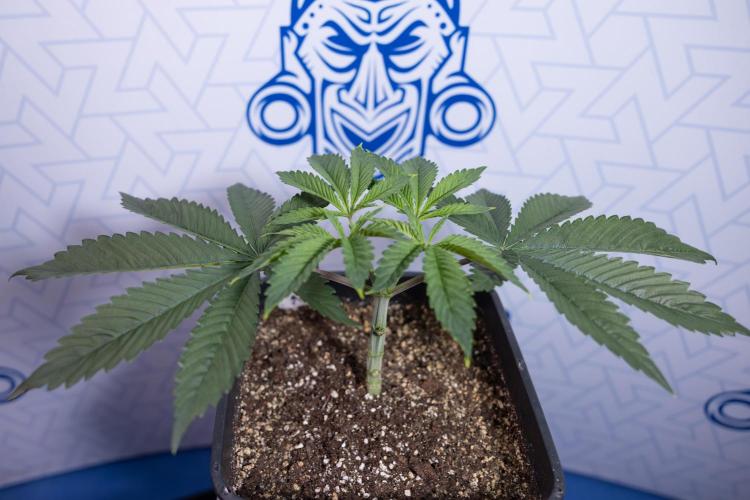 Sticky Broccoli - Zamnesia x B&B. Week 4 - Sticky Broccoli - Week 4 - Veg - Topping