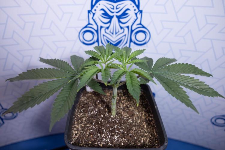 Sticky Broccoli - Zamnesia x B&B. Week 4 - Sticky Broccoli - Week 4 - Veg - Topping