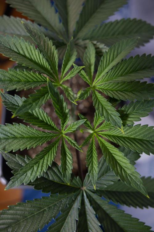 Sticky Broccoli - Zamnesia x B&B. Week 4 - Sticky Broccoli - Week 4 - Veg - Topping