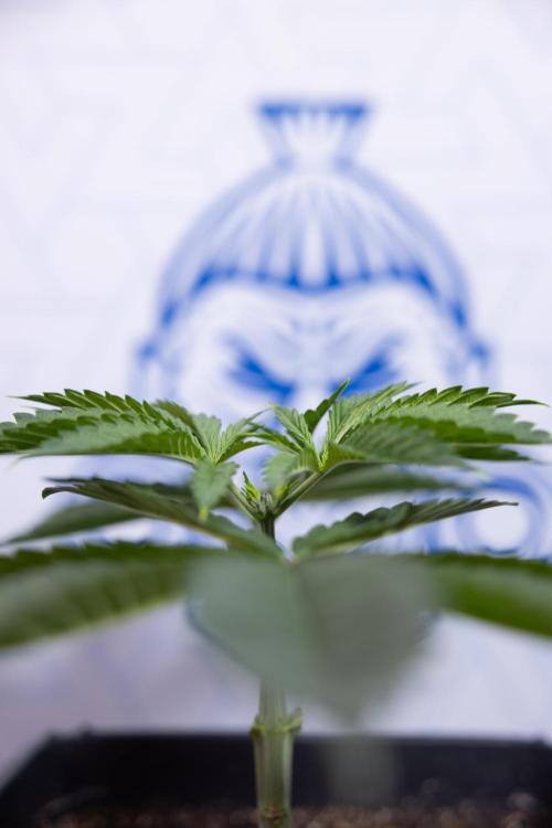 Sticky Broccoli - Zamnesia x B&B. Week 4 - Sticky Broccoli - Week 4 - Veg - Topping