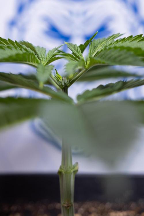 Sticky Broccoli - Zamnesia x B&B. Week 4 - Sticky Broccoli - Week 4 - Veg - Topping