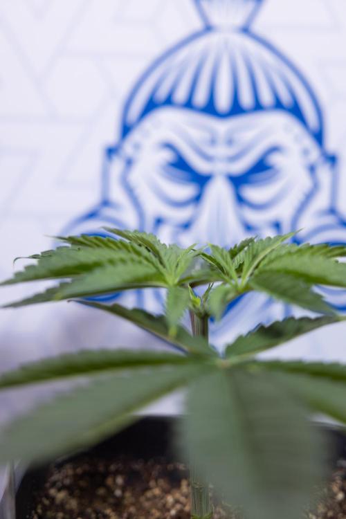 Sticky Broccoli - Zamnesia x B&B. Week 4 - Sticky Broccoli - Week 4 - Veg - Topping