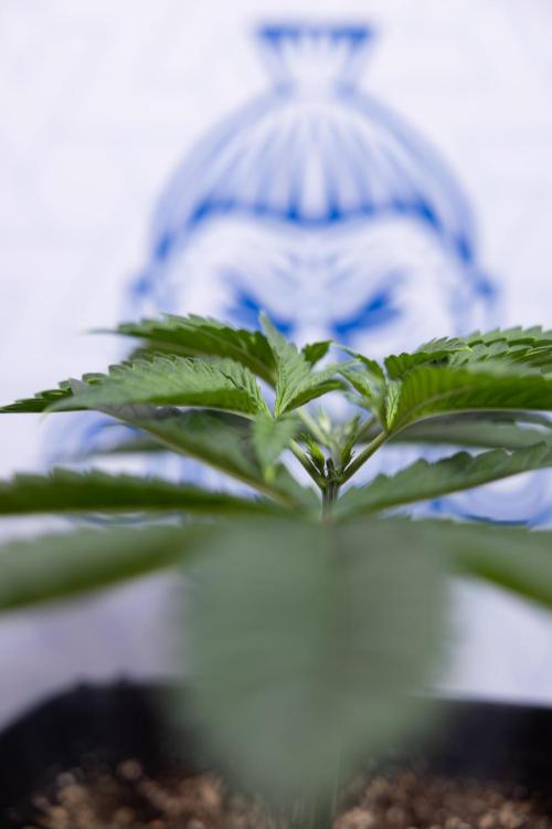 Sticky Broccoli - Zamnesia x B&B. Week 4 - Sticky Broccoli - Week 4 - Veg - Topping