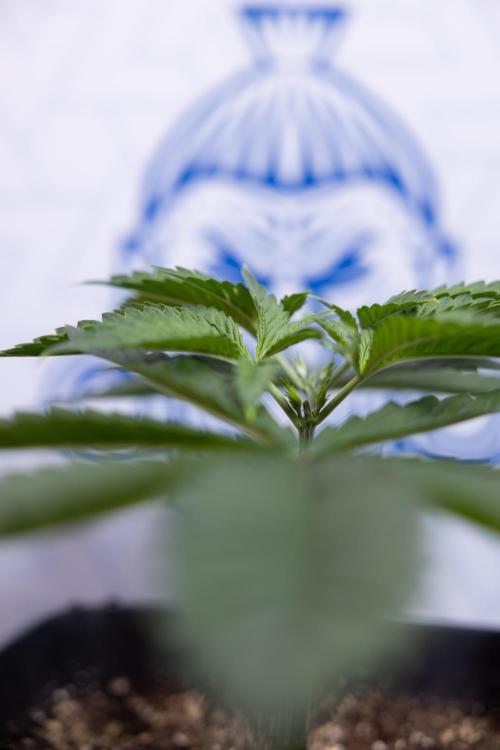 Sticky Broccoli - Zamnesia x B&B. Week 4 - Sticky Broccoli - Week 4 - Veg - Topping