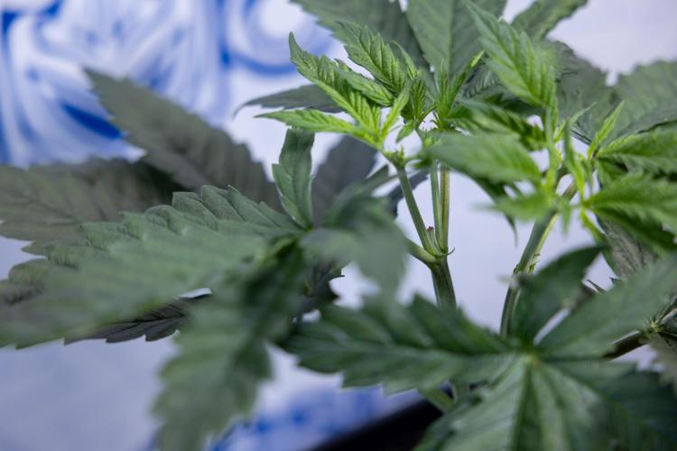 Permanent Marker - Zamnesia x B&B. Week 4 - Permanent Marker - Week 4/5 - Topping