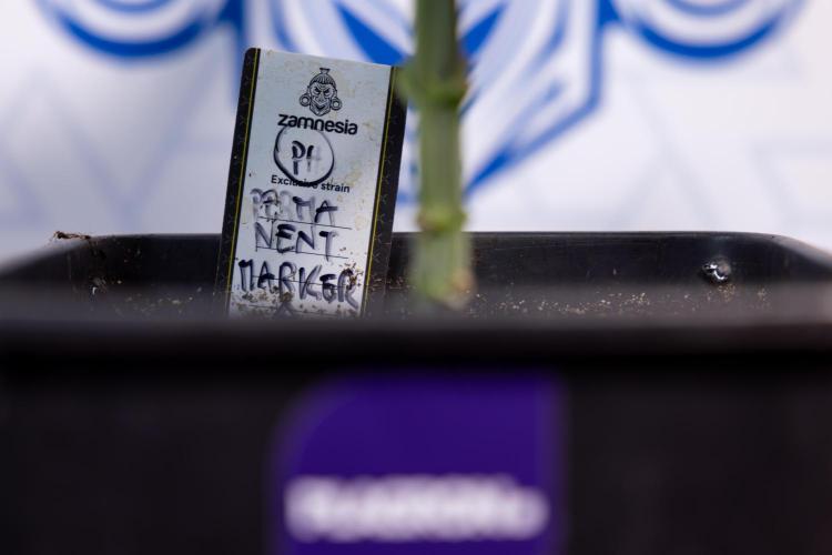 Permanent Marker - Zamnesia x B&B. Week 4 - Permanent Marker - Week 4/5 - Topping