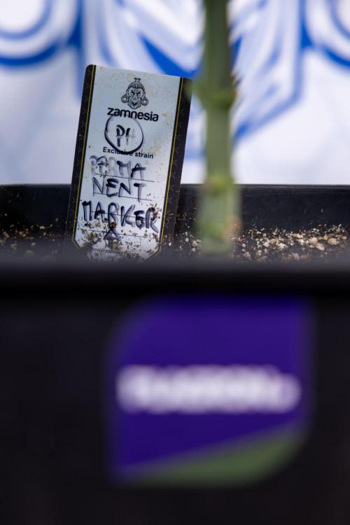 Permanent Marker - Zamnesia x B&B. Week 4 - Permanent Marker - Week 4/5 - Topping