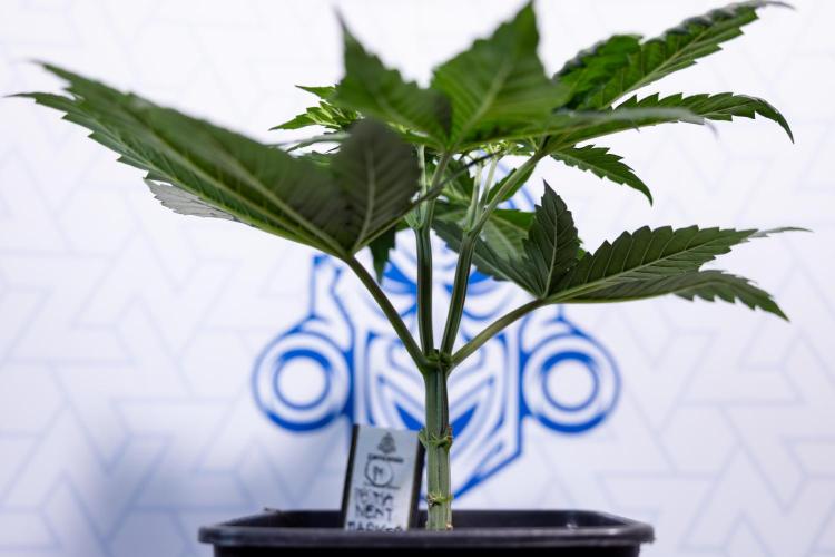 Permanent Marker - Zamnesia x B&B. Week 4 - Permanent Marker - Week 4/5 - Topping