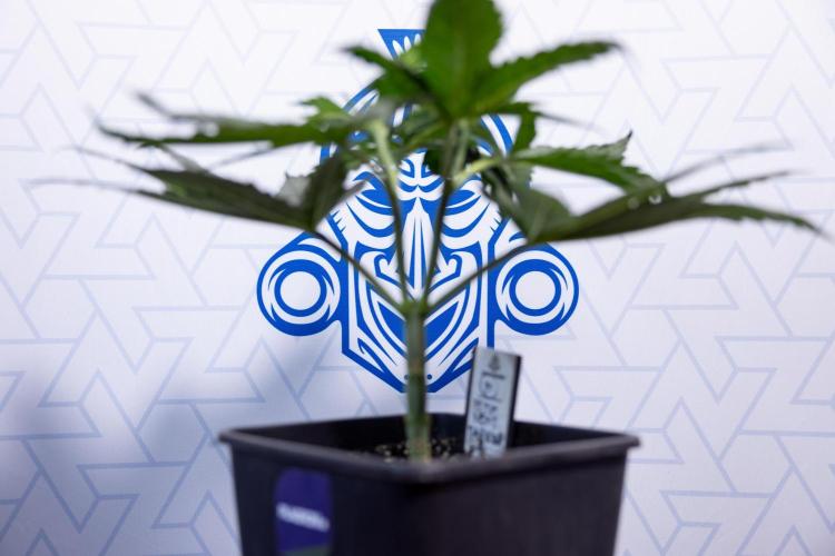 Permanent Marker - Zamnesia x B&B. Week 4 - Permanent Marker - Week 4/5 - Topping