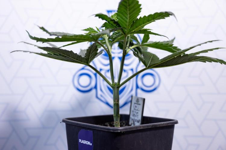 Permanent Marker - Zamnesia x B&B. Week 4 - Permanent Marker - Week 4/5 - Topping