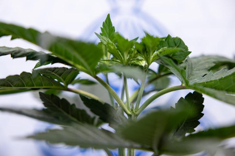 Permanent Marker - Zamnesia x B&B. Week 4 - Permanent Marker - Week 4/5 - Topping