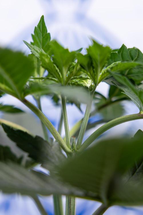 Permanent Marker - Zamnesia x B&B. Week 4 - Permanent Marker - Week 4/5 - Topping