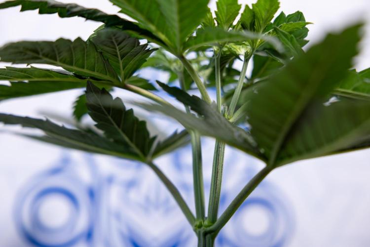 Permanent Marker - Zamnesia x B&B. Week 4 - Permanent Marker - Week 4/5 - Topping