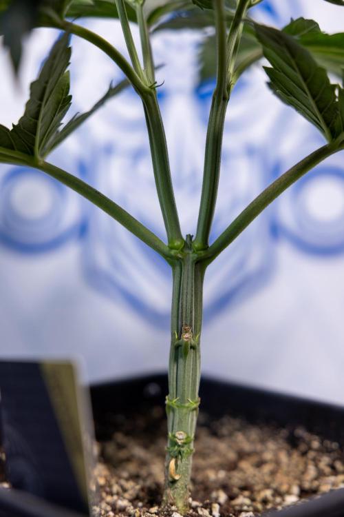 Permanent Marker - Zamnesia x B&B. Week 4 - Permanent Marker - Week 4/5 - Topping