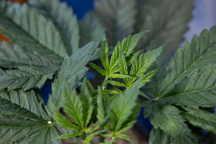 Permanent Marker - Zamnesia x B&B. Week 4 - Permanent Marker - Week 4/5 - Topping